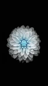 Blue White Lotus High Quality Htc One Wallpapers And Abstract Backgrounds Designed By Flower Iphone Wallpaper Flower Background Iphone Best Iphone Wallpapers