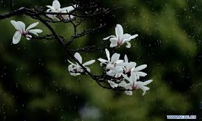 The film centers on the fall of. Spring Scenery At Park In Shanghai Global Times