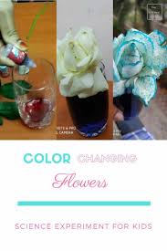 We also decided that we will try roses alongside carnations and see if one takes on the color. Food Coloring Flower Experiment Worksheet Anany2