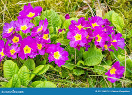 Image result for Primulaceae