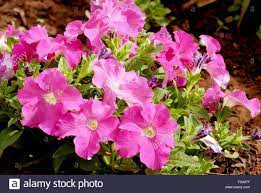 Petunia Plain Pink Flowers At Mahabaleshwar Maharashtra India Pink Flowers Petunias Flowers