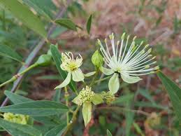 Image result for Maerua juncea