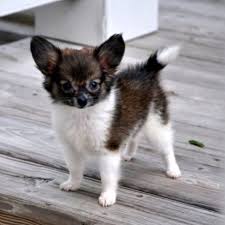 A state in southeastern united. Papillon Dog Puppy Price