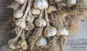 How To Grow Organic Garlic Planting Growing Harvesting Lovely Greens In 2021 Growing Organic Tomatoes Organic Garlic Vegetable Garden Planning