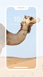 Or it is also possible to download an additional program and with the help of it although we have described the most famous additional app for go sms pro, there are a lot of other additional theme apps for go sms pro on. Camel Wallpapers For Android Apk Download