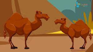 Once they reached the sugarcane field, the jackal hurriedly ate up all the sugarcane before the camel could lay his hands on even one. Camel And Baby Story Moral Stories For Kids Short Story Animation In English Youtube