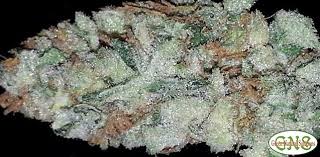 Wedding cake is in our spotlight this week. Jesus Og Strain Marijuana Strain Reviews Allbud