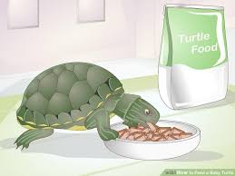 how to feed a baby turtle 10 steps with pictures wikihow