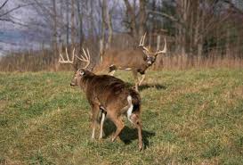 3 Crucial Moon Phase Tips For Deer Hunting Outdoors Kentucky