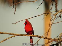 The Birds Of Winter Garden Org Birds Amazing Gardens Gardening Advice