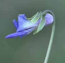 Image result for Landolphia violacea