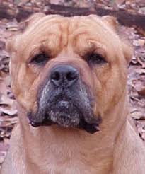 Wunder k9 dog training and sales every puppy comes with first shots, deworming. Alcor Cane Corso Alcor Cane Corso