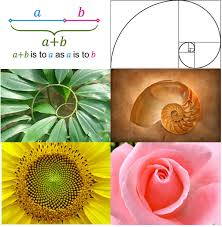 Fractals In Nature Golden Ratio In Nature Golden Ratio Golden Ratio In Nature Divine Proportion