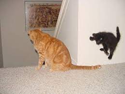 Awesome Cats Video Compilation Funny Moments With Cats Best Of Compilation Catsfunnyvideos Funny Cats Funny Cat Compilation Cat Quotes Funny
