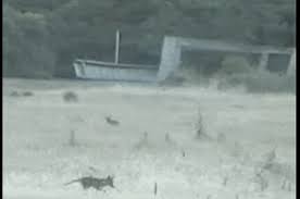 The tasmanian tiger, or thylacine, is considered to have gone extinct in 1936 when the final specimen died in captivity at hobart zoo. This New Footage Of A Tasmanian Tiger Has Everyone Talking