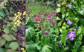 They operate almost like a carpet, providing an attractive foundation for the rest of your garden to sit on, which gives the feel of a. Perennials Archives Sjgardenadvice Co Uk