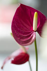 Bleeding hearts always come out at the same time as lilacs so i always snip a few and arrange them together. Heart Shaped Flowers For Valentine S Day Anthurium Is Worth More Then A Thousand Words