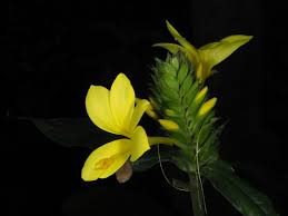 Image result for Barleria oxyphylla