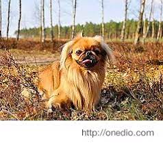 hayvanlar animals panosundaki pin