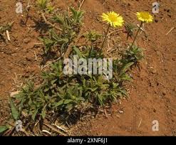 Image result for Felicia mossamedensis