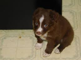 Free shipping to your store: Miniature Australian Shepherd Puppy Dog For Sale In Chambersburg Pennsylvania