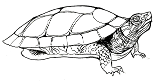 Free printable coloring pages of cars for kids. Turtle Coloring Pages Parking Inform