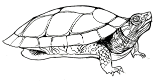 Get creative together with coloring pages, puzzling games and more. Turtle Coloring Pages Parking Inform