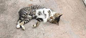Wann ihre tiere geschlechtsreif werden, lässt sich nicht genau in monaten festlegen, aber sie müssen nicht lange warten, bis sich nachwuchs. Rolligkeit Bei Katzen Smartvet