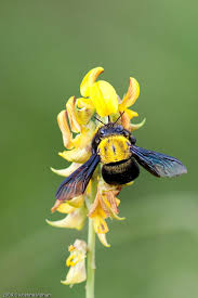What color is a carpenter bee? Carpenter Bees Krishna Mohan Photography