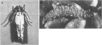 Image result for Cyperus breviradius