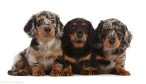 We did not find results for: Dogs Three Long Haired Dachshund Puppies 7 Weeks Old Photo Wp49210