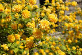 One of the first things that people notice about a home is the landscaping that surrounds it. 10 Stunning Yellow Flowering Shrubs Garden Lovers Club