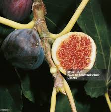 Image result for Moraceae