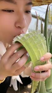 Edible aloe vera plant #plants #healthy #health
