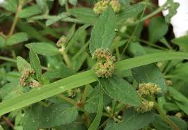 Image result for Euphorbia ophthalmica