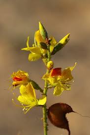 Image result for Adenolobus pechuelii