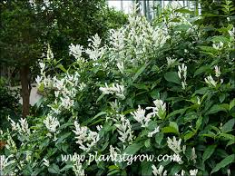 Image result for Whitfieldia thollonii