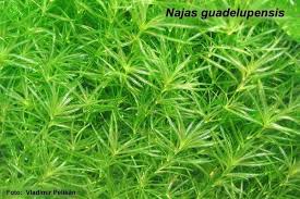 Image result for Najadaceae