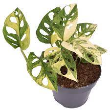 There are a lot of monstera varieties out there, so here's how to tell what you're buying at the nursery and how to find the right monstera for you! Monstera Adansonii Variegated Aurea Sehr Selten Florastore