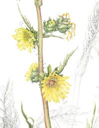 Botanical Art By Heeyoung Kim Gold Medal Winner 2012 Botanical Art Botanical Illustration Flower Illustration