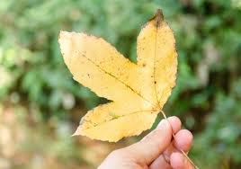 Image result for Pseudopeziza tracheiphila