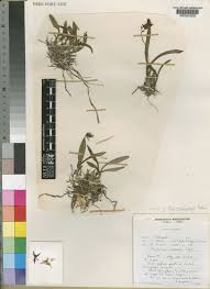 Image result for Polystachya zambesiaca