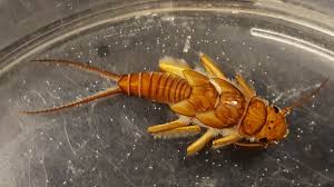 Image result for Perlidae