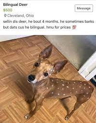 Deer God Memes