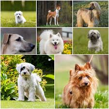 Some hotels even offer quirky perks like a gourmet room. 8 Dog Breeds With Exotic Origins