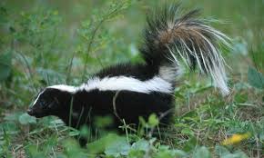 The striped skunk has two white bands that run from the head and down each side of the back. Skunks Strathcona County