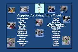 Largo police department is searching for a man accused of stealing a puppy from a local pet store. Here Is A List Of Puppies We All About Puppies In Largo Facebook