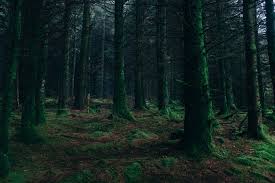 Page 3 for forest wallpapers in ultra hd or 4k. 500 Dark Forest Pictures Hd Download Free Images On Unsplash