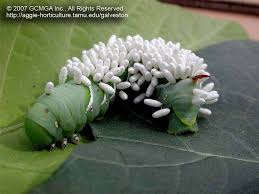 A quick way to check for tomato worms is to inspect the leaves. Beneficial Insects In The Garden 04 Braconid Wasp On Hornworm Cotesia Congregatus