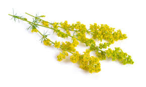 Image result for Galium verum